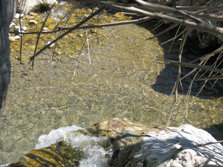 Il torrente dei Discoglossi